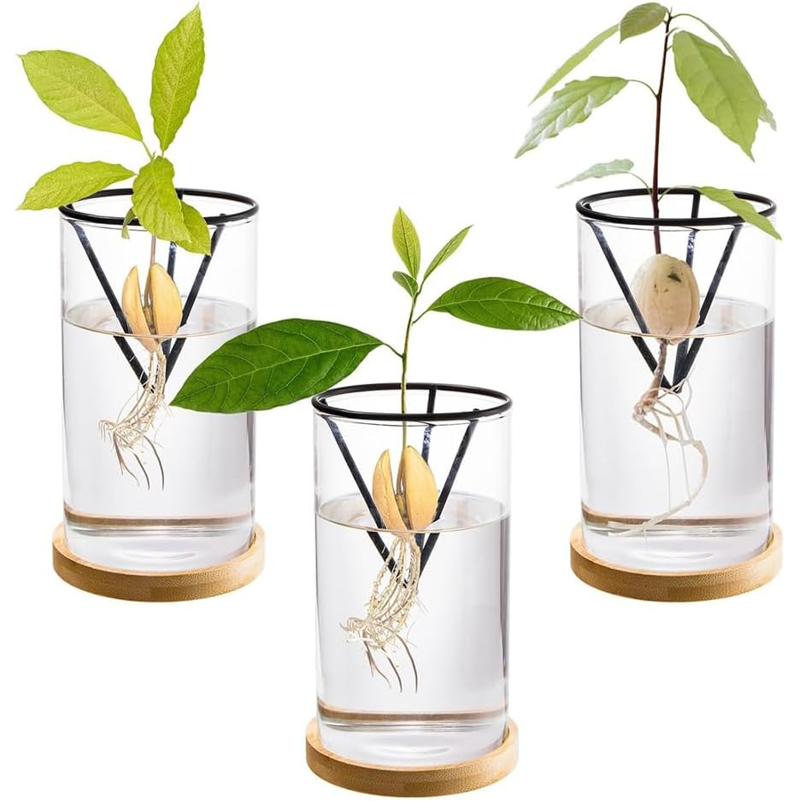 Crystal Growing Kit - 1 takım avokado ağacı yetiştirme kitleri
