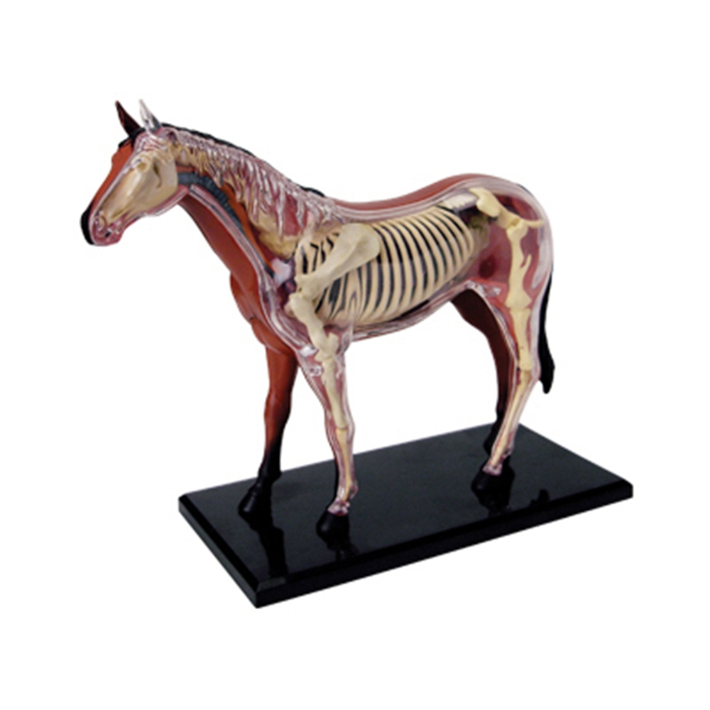 Science Diy Model - Hayvan Organ Anatomisi Modeli 4D At