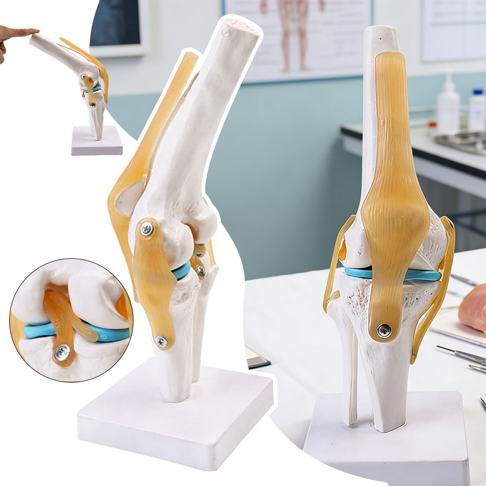 Science Hobbyist - Anatomik Tıbbi-Diz Eklemi Modeli İnsan Diz