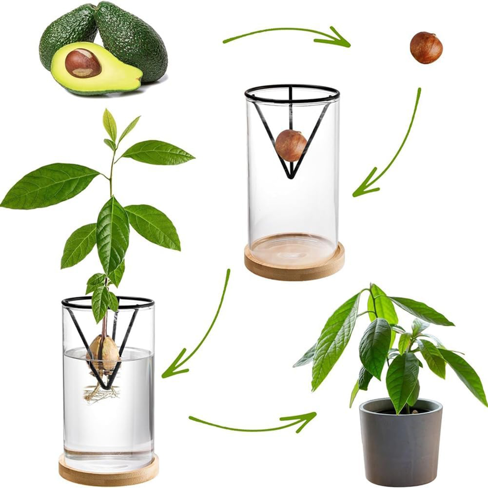 1 takım avokado ağacı yetiştir - Crystal Growing Kit incelemesi ve fiyatı