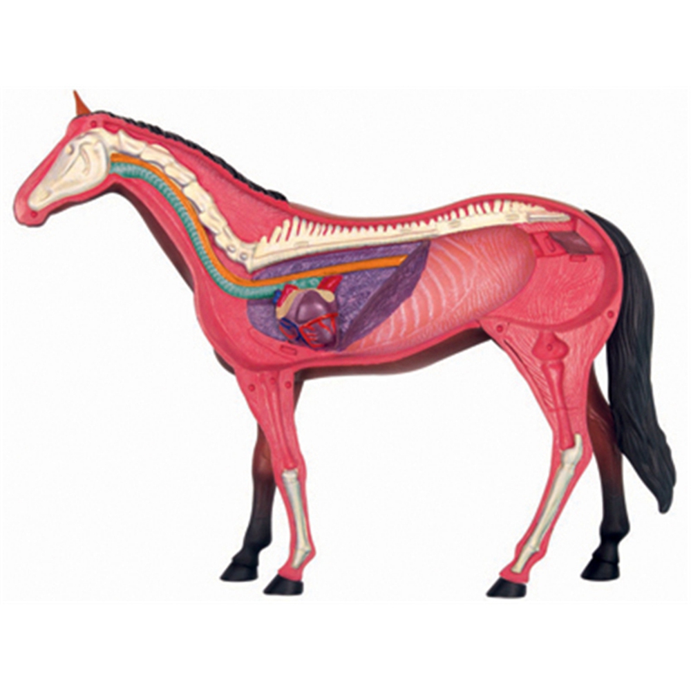 Hayvan Organ Anatomisi Modeli  - Science Diy Model incelemesi ve fiyatı