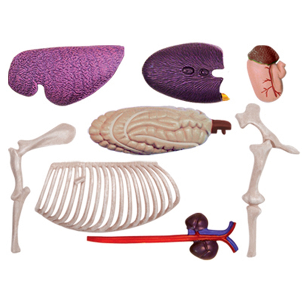 Hayvan Organ Anatomisi Modeli  - Science Diy Model incelemesi ve fiyatı
