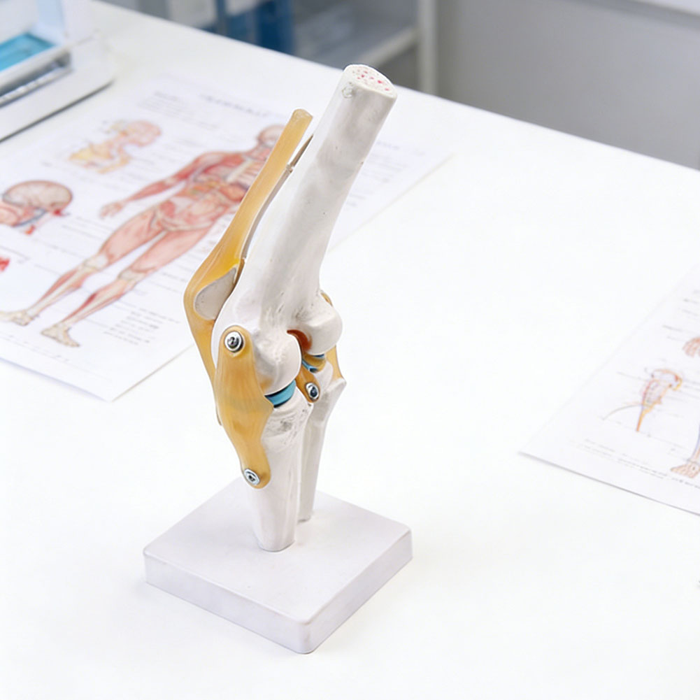 Anatomik Tıbbi-Diz Eklemi Mode - Science Hobbyist incelemesi ve fiyatı