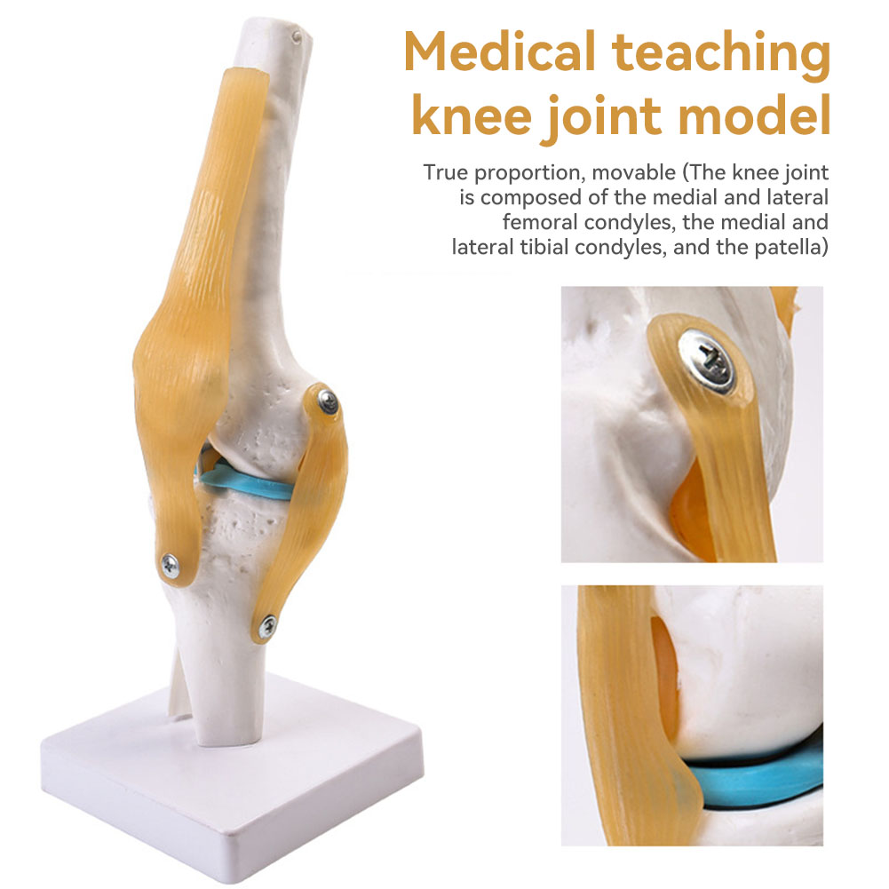 Anatomik Tıbbi-Diz Eklemi Mode - Science Hobbyist incelemesi ve fiyatı